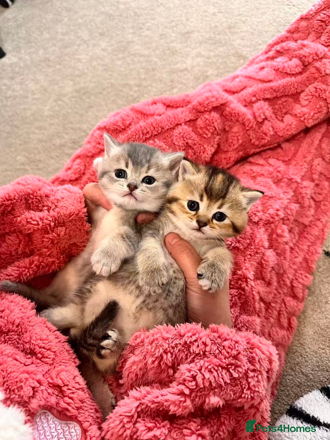 British Shorthair cats for sale: Adorable golden kittens - Advert 1