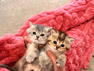 British Shorthair cats Adorable golden kittens - Advert 3