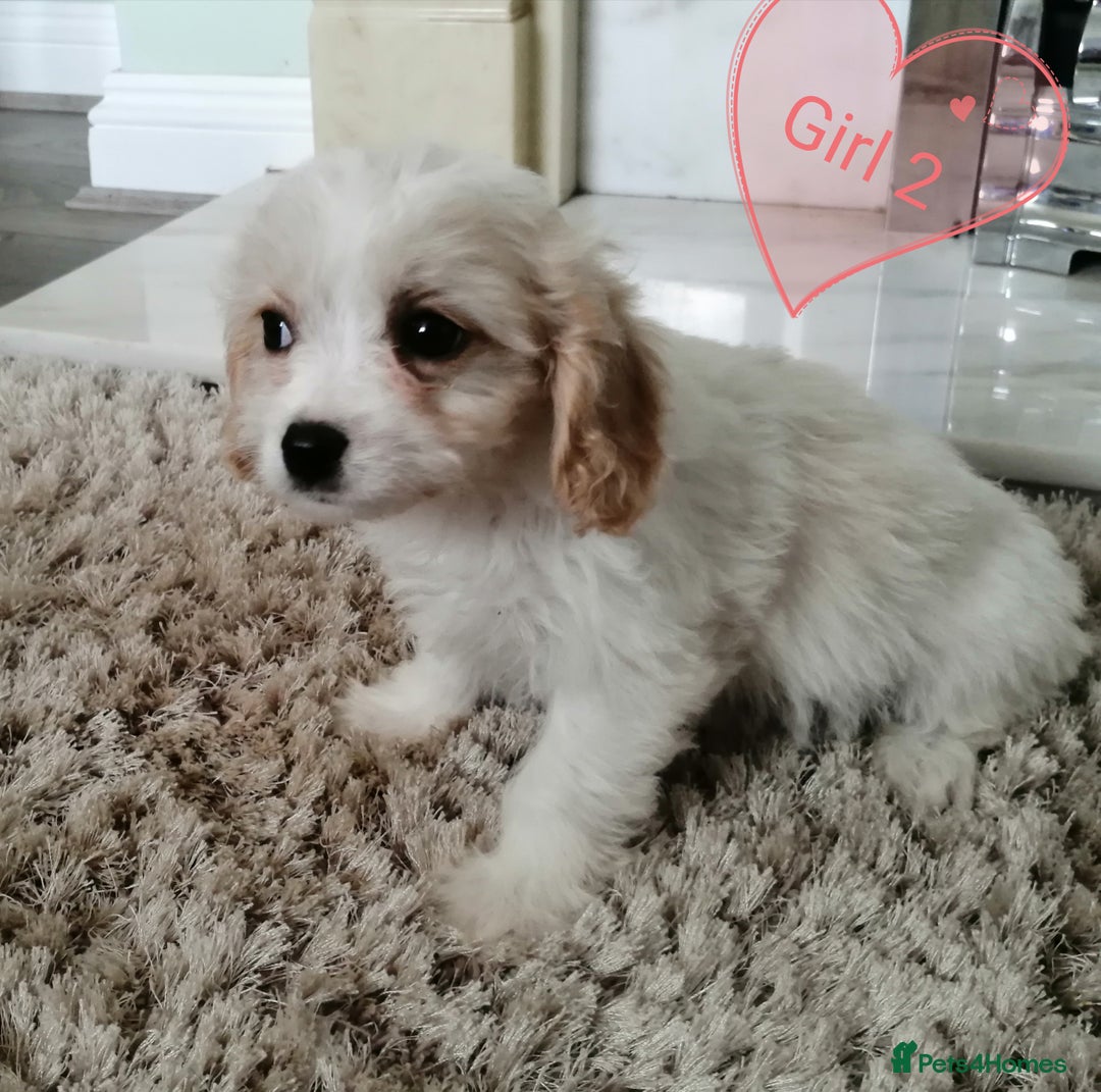 Cavachon dogs for sale: Cavachon Puppies - Image 18