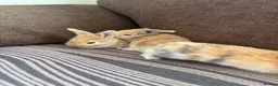 Mixed Breed rabbits for sale: 🐰✨ **Gorgeous Miniature Lionhead × Mini Lop ✨🐰 in Cardiff - Advert 5