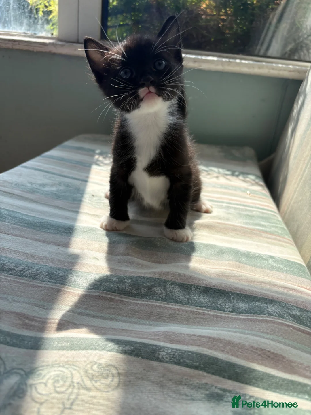 Mixed Breed cats for sale: Beautiful bengal cross kittens - Advert 2