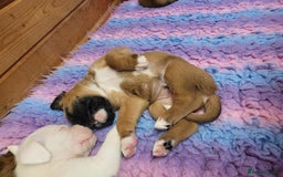 Boxer dogs for sale: KC Registered Boxer Puppies - Image 19