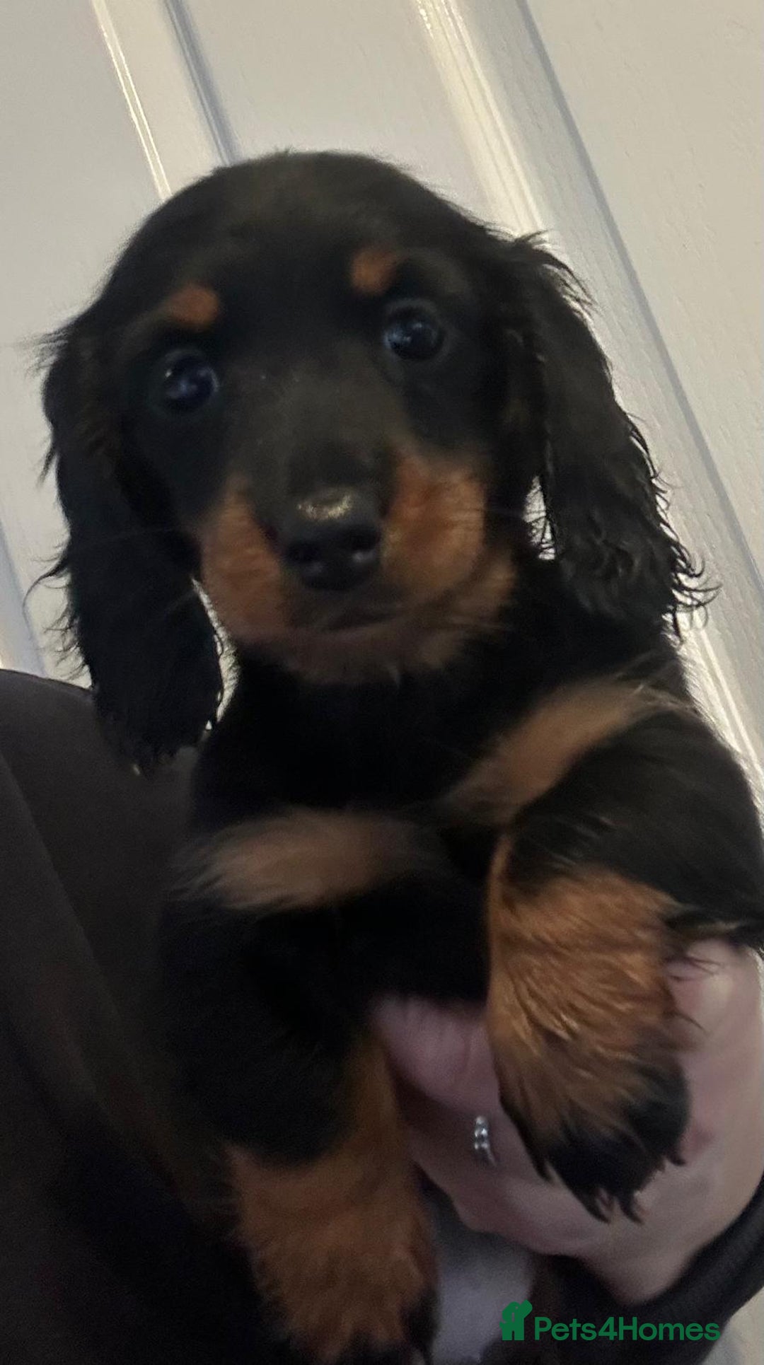 Miniature Dachshund dogs for sale: Beautiful long haired dachshund  - Advert 9