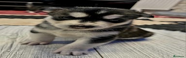 Siberian Husky Puppy 6