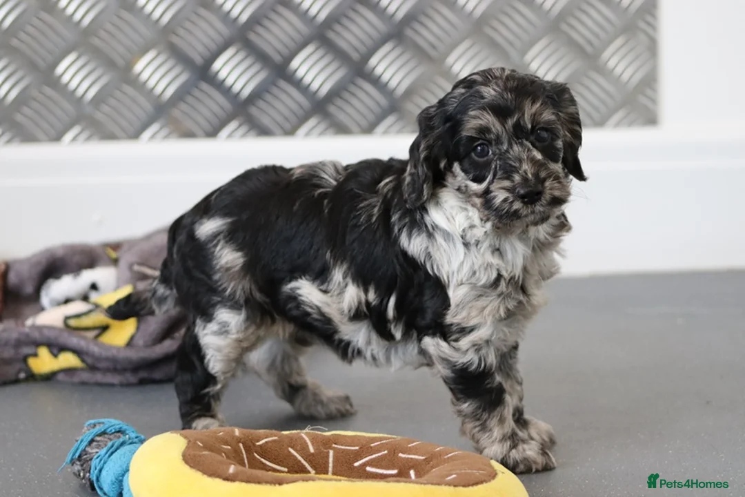 Cockapoo dogs for sale: F1 Cockapoo puppies for sale! - Advert 4