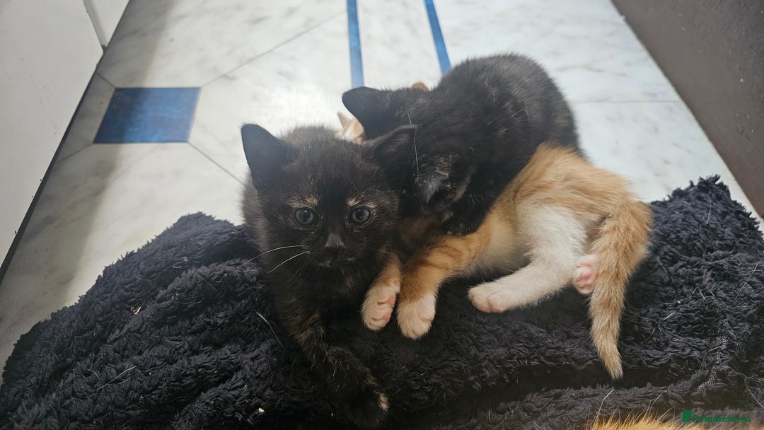 British Shorthair cats for sale: 4 Beautiful Kittens - Image 14