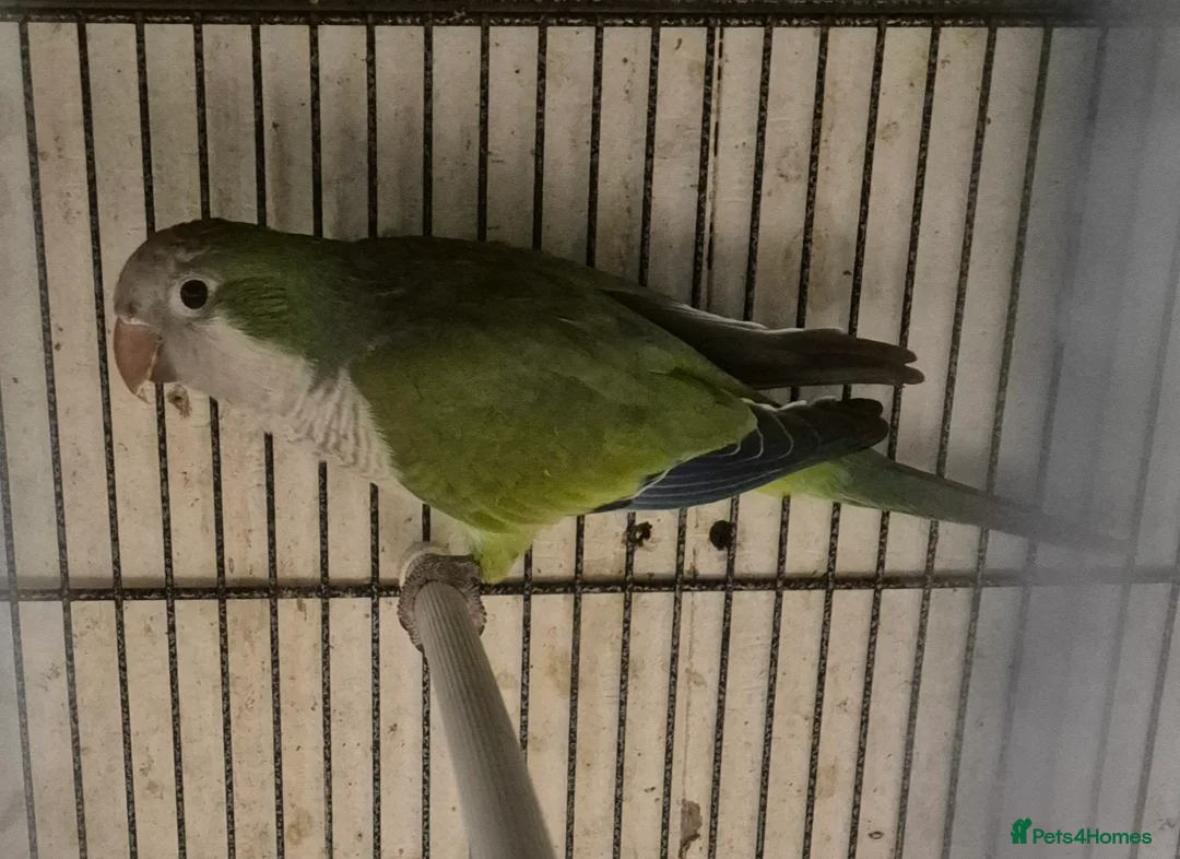 Mixed Breed birds for sale: Cage n aviary birds  - Advert 12