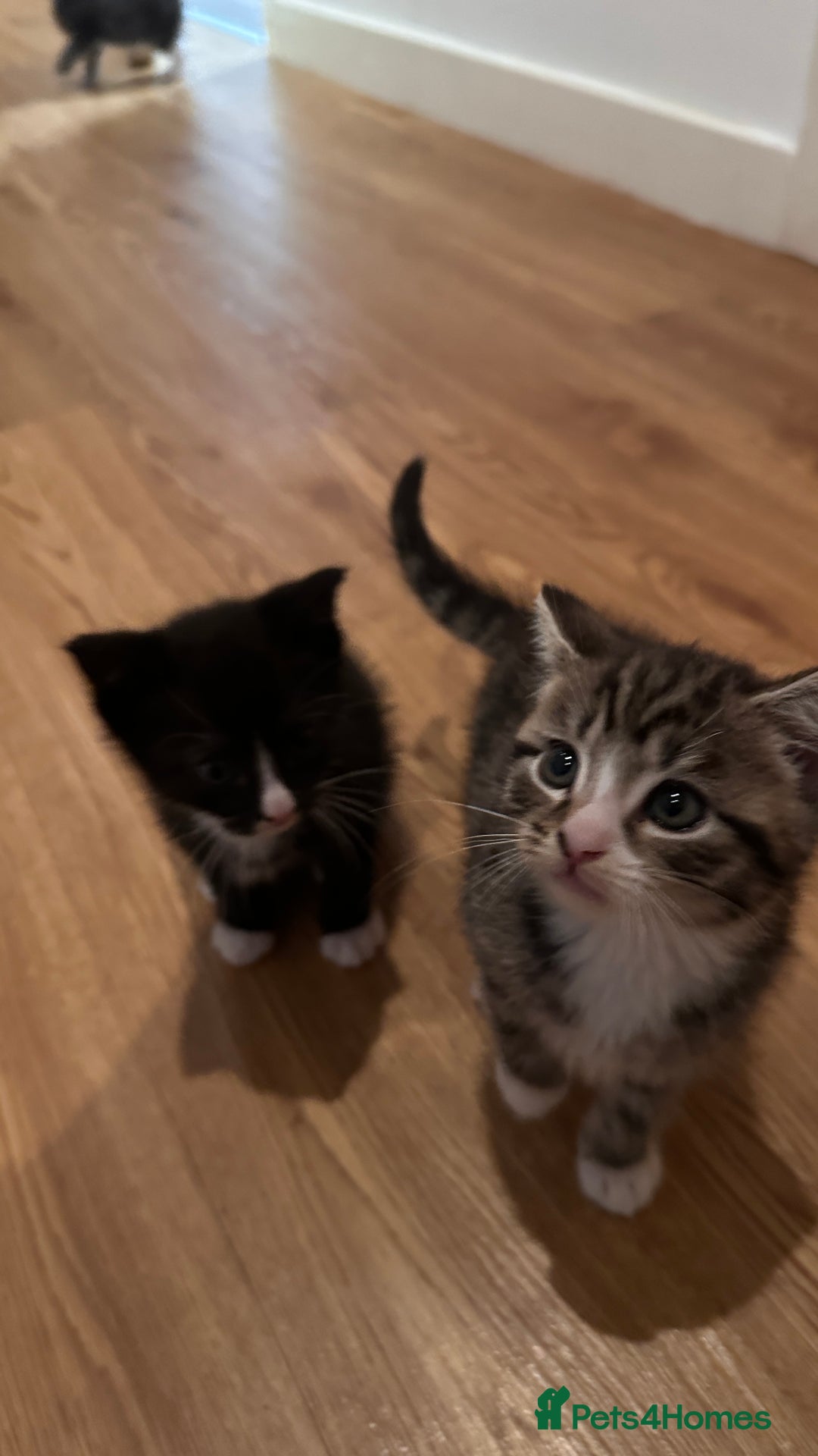 Domestic Shorthair cats for sale: 5 Tabby & Tuxedo kittens for sale - Image 27