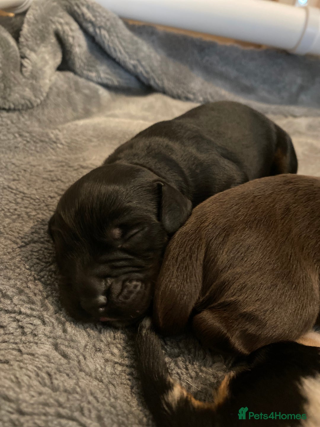 Sprocker dogs for stud: Milo  - Image 14