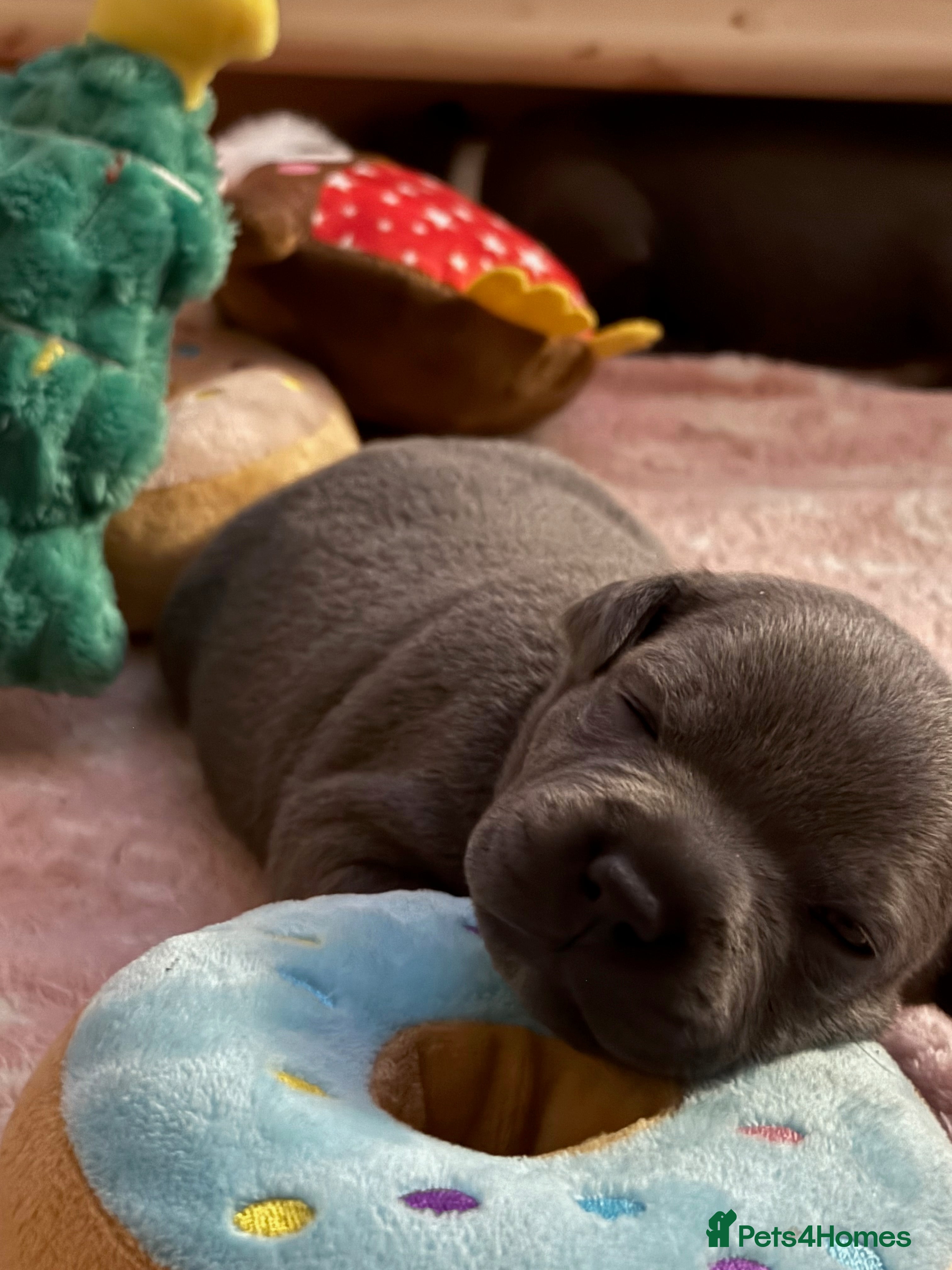 Staffordshire Bull Terrier dogs KC Blue Staffordshire Bull Terrier Puppies  - Advert 2