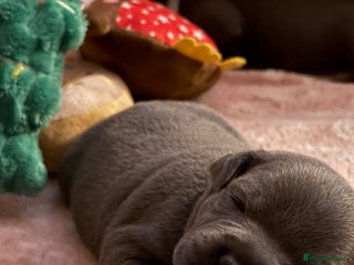 Staffordshire Bull Terrier dogs KC Blue Staffordshire Bull Terrier Puppies - Advert 2