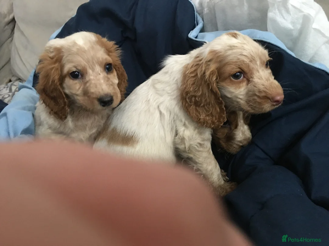 Cocker Spaniel dogs for sale: Cocker spaniel babies  **  in Daventry - Advert 14