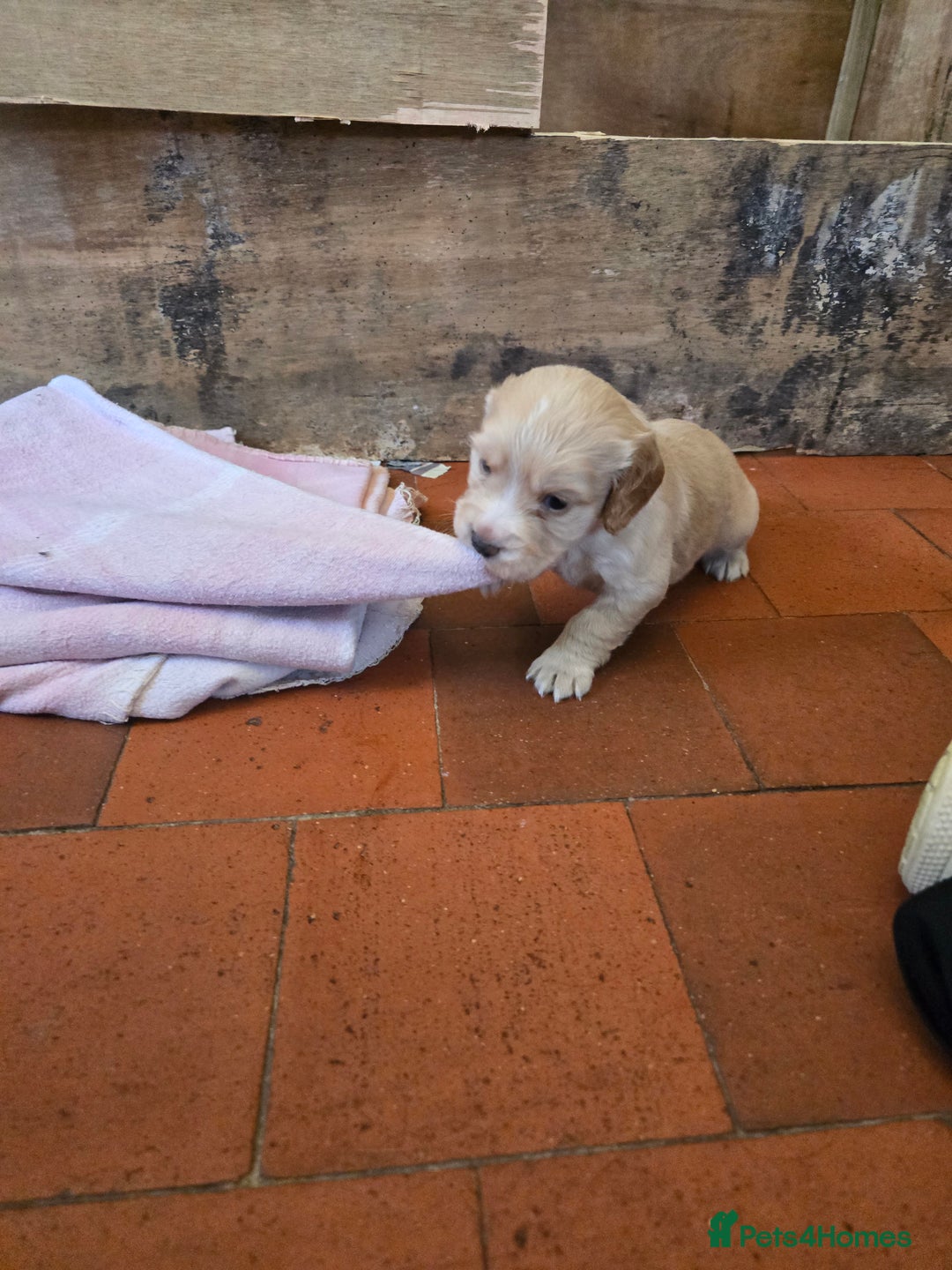 Cocker Spaniel dogs for sale: Kc registered Working cocker spaniel puppies  - Advert 16