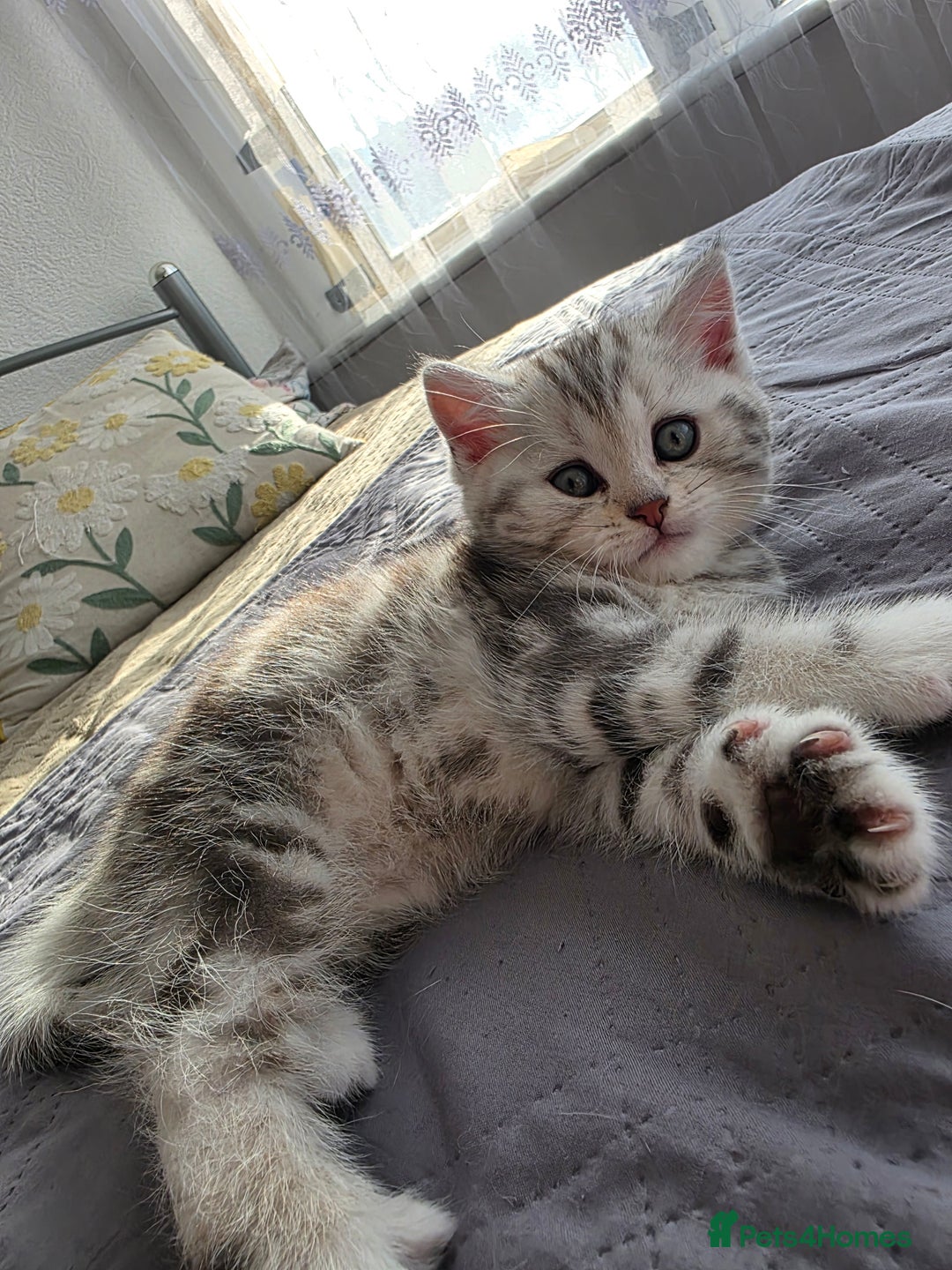 Scottish Fold cats for sale: Tabby Scottish Fold Kittens - Advert 8