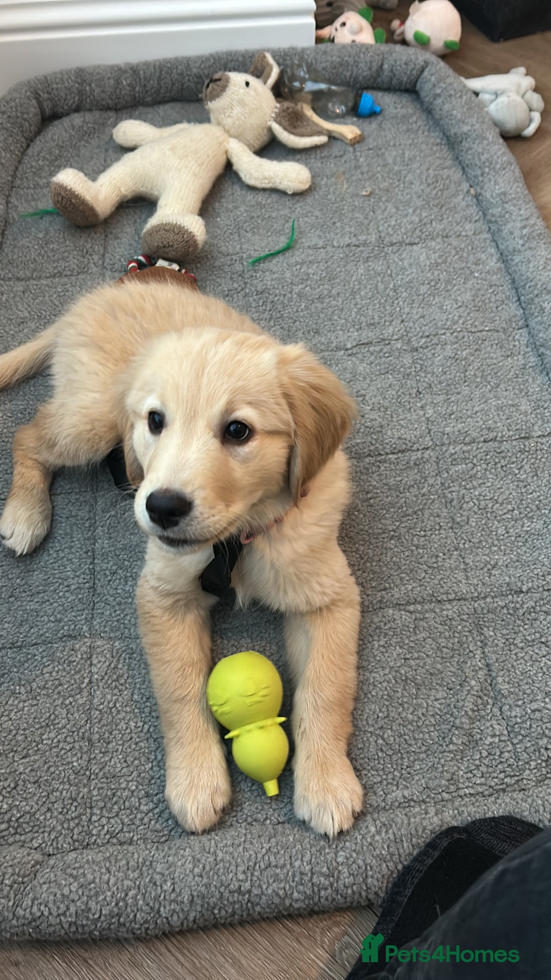 Golden Retriever dogs for sale: 15 week Golden Retriever Puppy - Advert 4