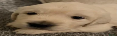 Golden Retriever 6