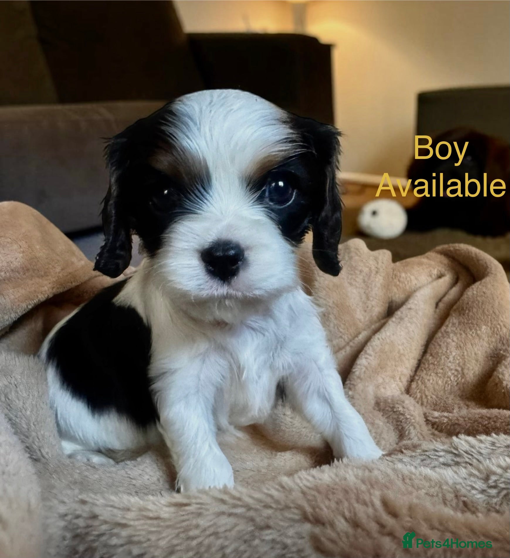 Cavalier King Charles Spaniel dogs Very rare in UK ultra-low COI 0.2% Choc carrier KC - Advert 4