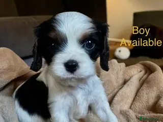 Cavalier King Charles Spaniel dogs Very rare in UK ultra-low COI 0.2% Choc carrier KC - Advert 4