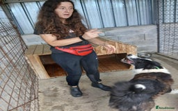 Mixed Breed dogs for adoption: Drummer, 6-7 yrs old. Available for adoption. - Image 10