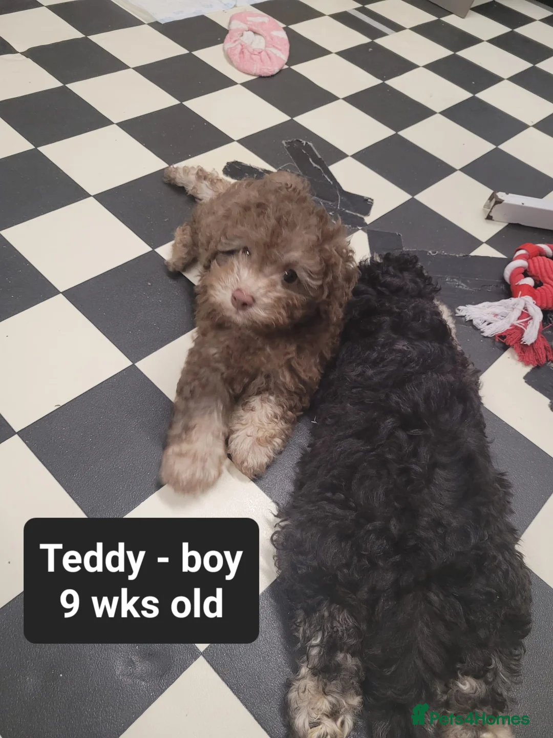 Toy Poodle dogs for sale: Asian toy poodles  in Wolverhampton - Advert 10
