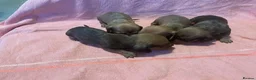 Dachshund dogs for sale: Miniature Dachshunds  - Advert 3