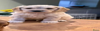 Cockapoo 3