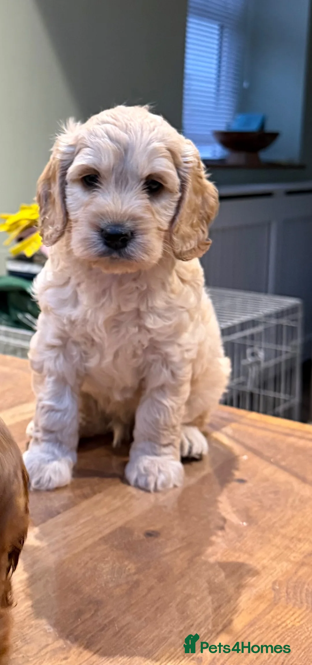 Cockapoo dogs for sale: Beautiful Cockapoo pups - Advert 2