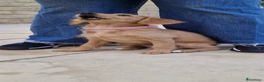 Labradoodle 1