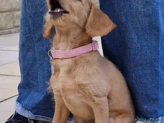 Labradoodle dogs Female F1 Labradoodle puppy with full setup - Advert 16
