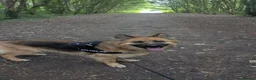 German Shepherd dogs for sale: German shepherd 2 year old  - Advert 13