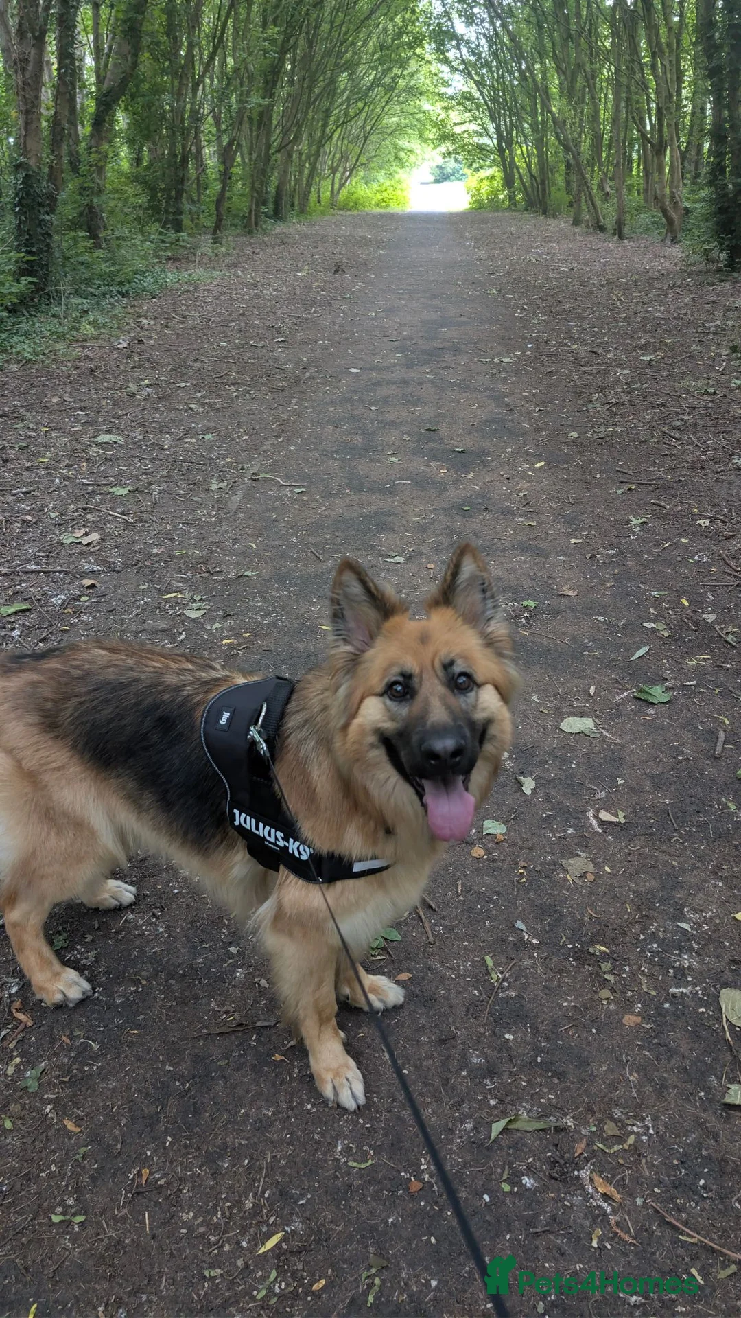 German Shepherd dogs for sale: German shepherd 2 year old  - Advert 13