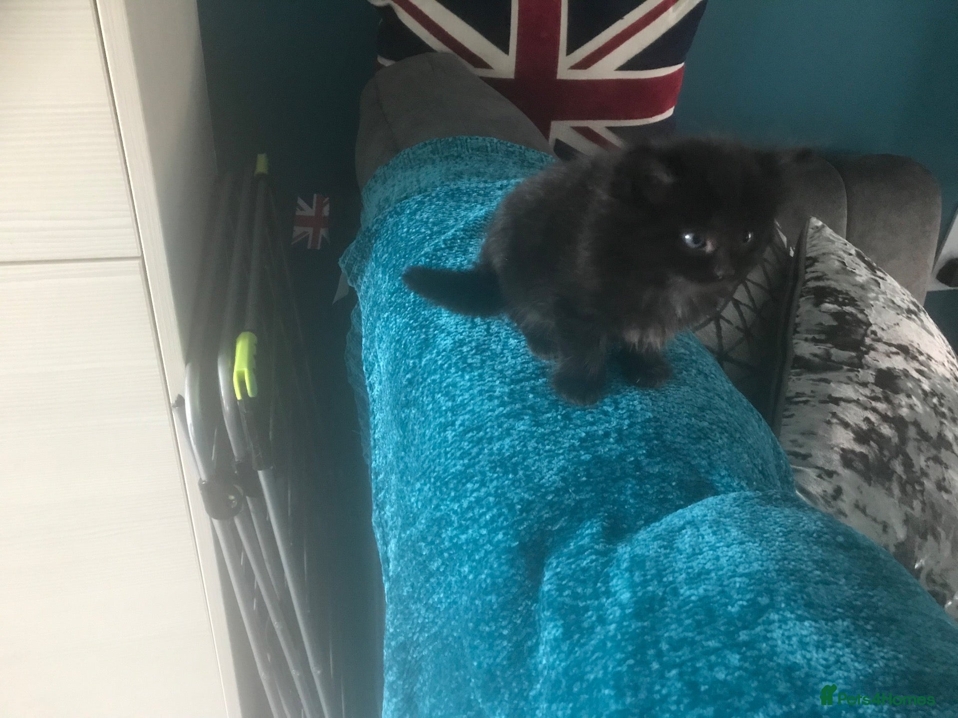 Mixed Breed cats 4 kittens for sale - Advert 2