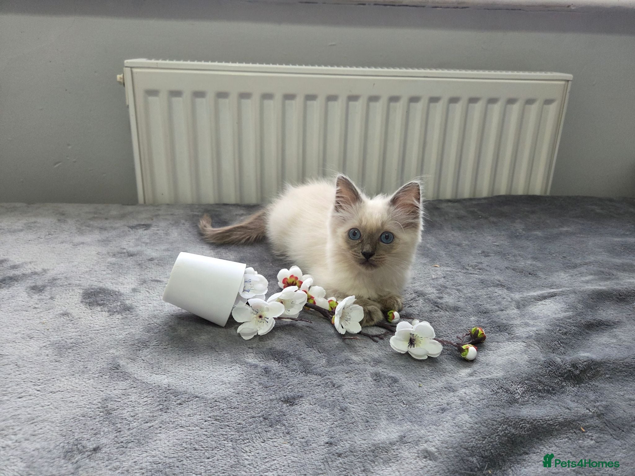 Ragdoll cats Purebred Ragdoll Kittens, Ready to Go - Advert 2