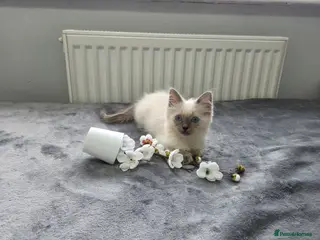 Ragdoll cats Purebred Ragdoll Kittens, Ready to Go - Advert 2