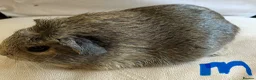 Guinea Pig rodents for sale: Well handled skinny pigs and one teddy boy.  - Advert 3