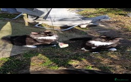 Maine Coon cats for sale: Maine-Coon kittens  - Image 17