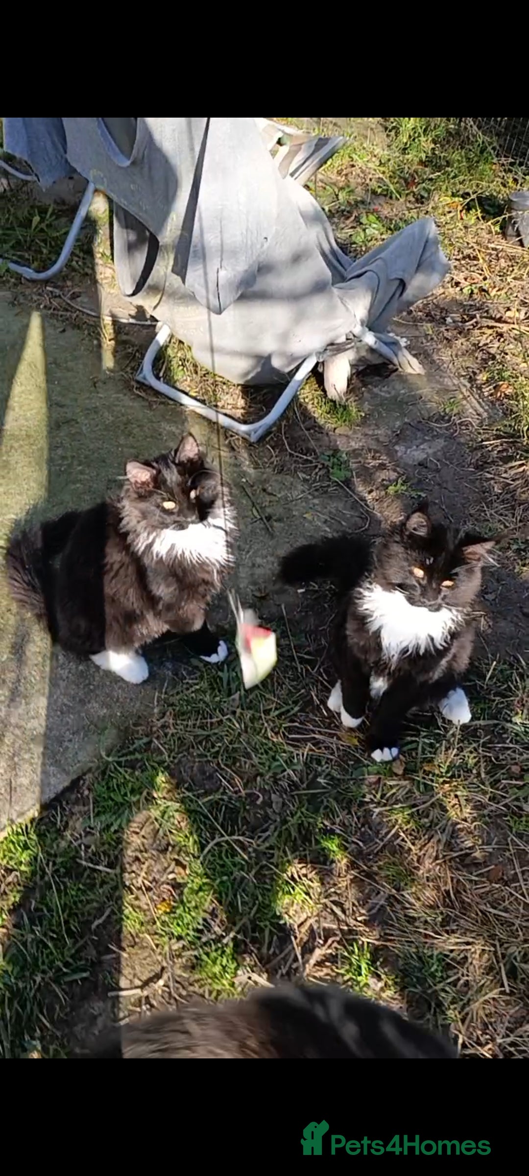 Maine Coon cats for sale: Maine-Coon kittens  - Image 17