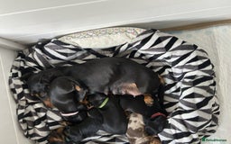 Miniature Dachshund dogs for sale: BEAUTIFUL MINIATURE DACHSHUND PUPPIES - Image 4
