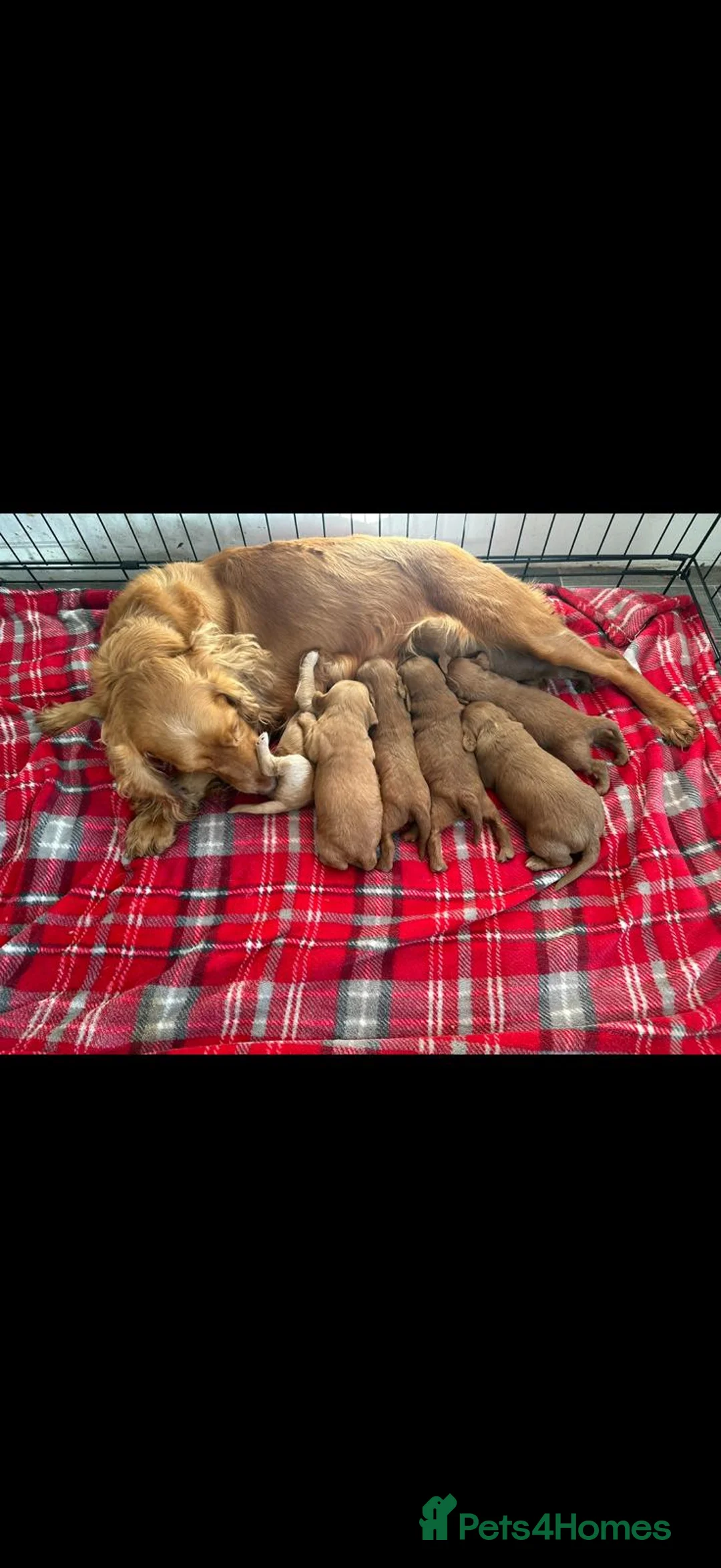 Cockapoo dogs for sale: Cockapoo puppy's ready now  - Advert 22