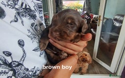 Cockapoo dogs for sale: Stunning cockapoo puppies  - Image 24