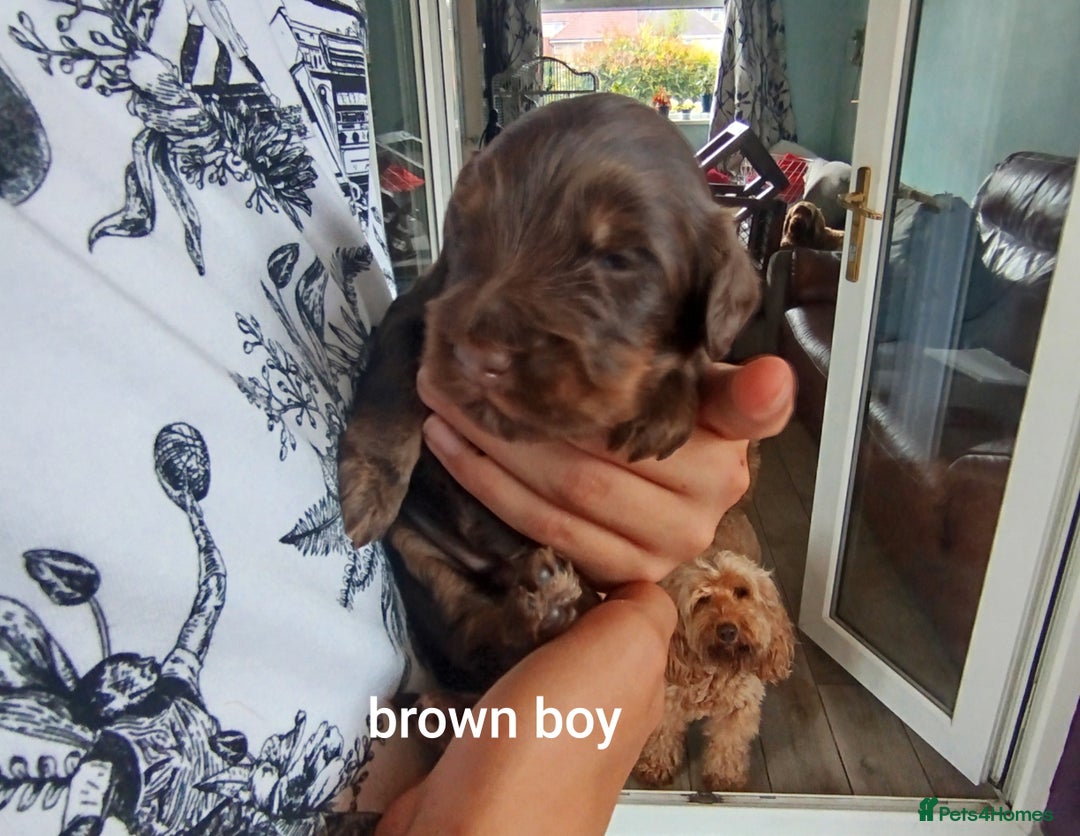 Cockapoo dogs for sale: Stunning cockapoo puppies  - Image 24