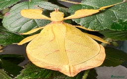 Stick Insects invertebrates for sale: Leaf and stick insects for sale - Image 7