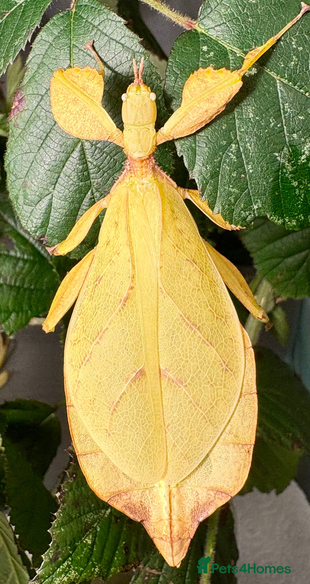 Stick Insects invertebrates for sale: Leaf and stick insects for sale - Image 7