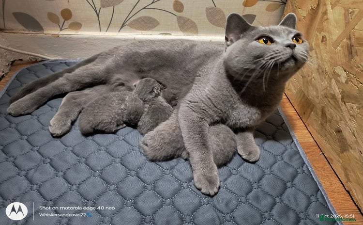 British Shorthair cats - Advert 3