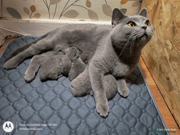 British Shorthair cats - Advert 3