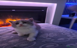 British Shorthair cats for sale: Full pedigree british short hair kittens - Image 10