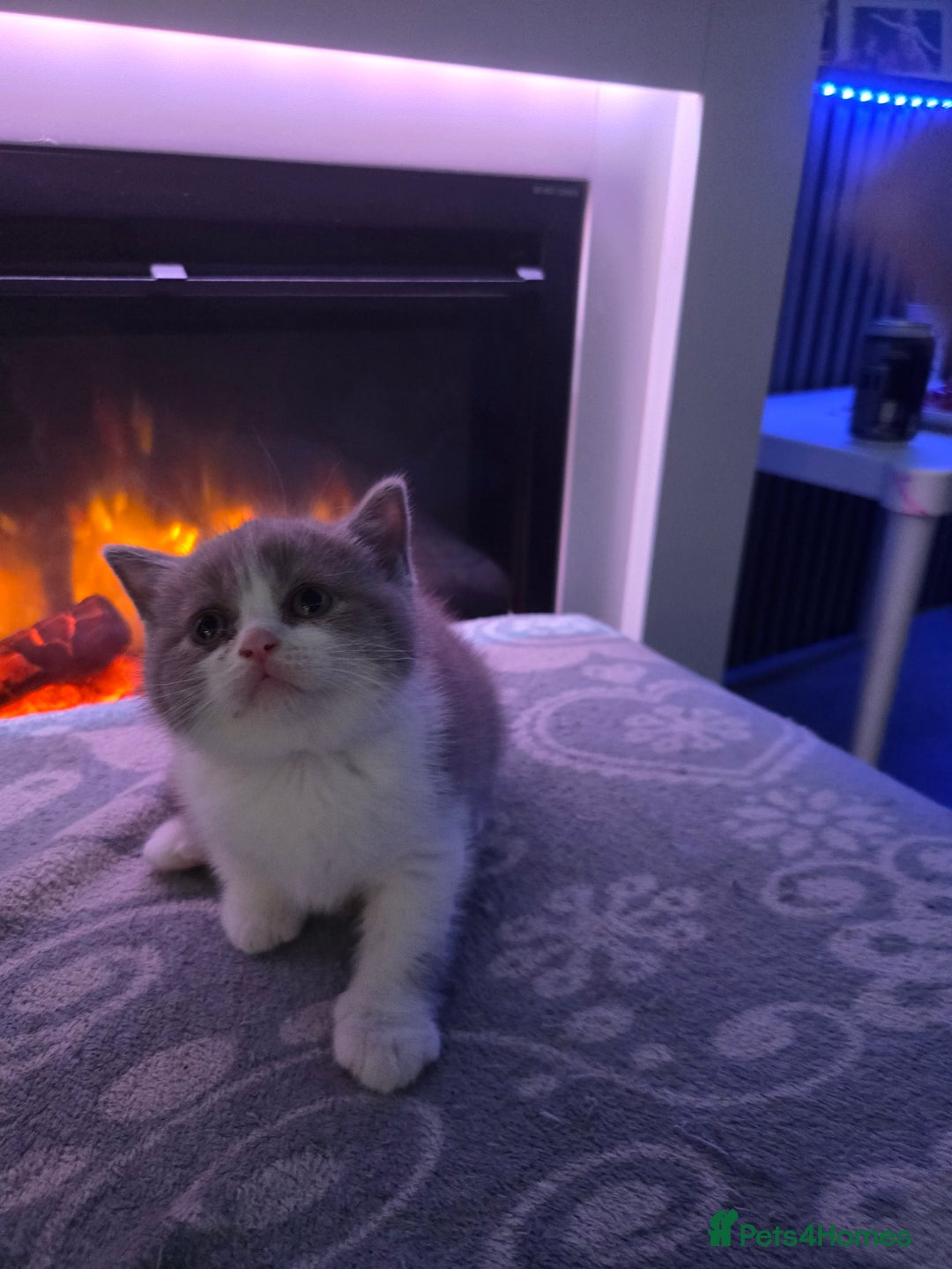 British Shorthair cats for sale: Full pedigree british short hair kittens - Image 10