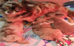 Chihuahua dogs for sale: Beautiful Long-Haired Chihuahua Puppies - Advert 17