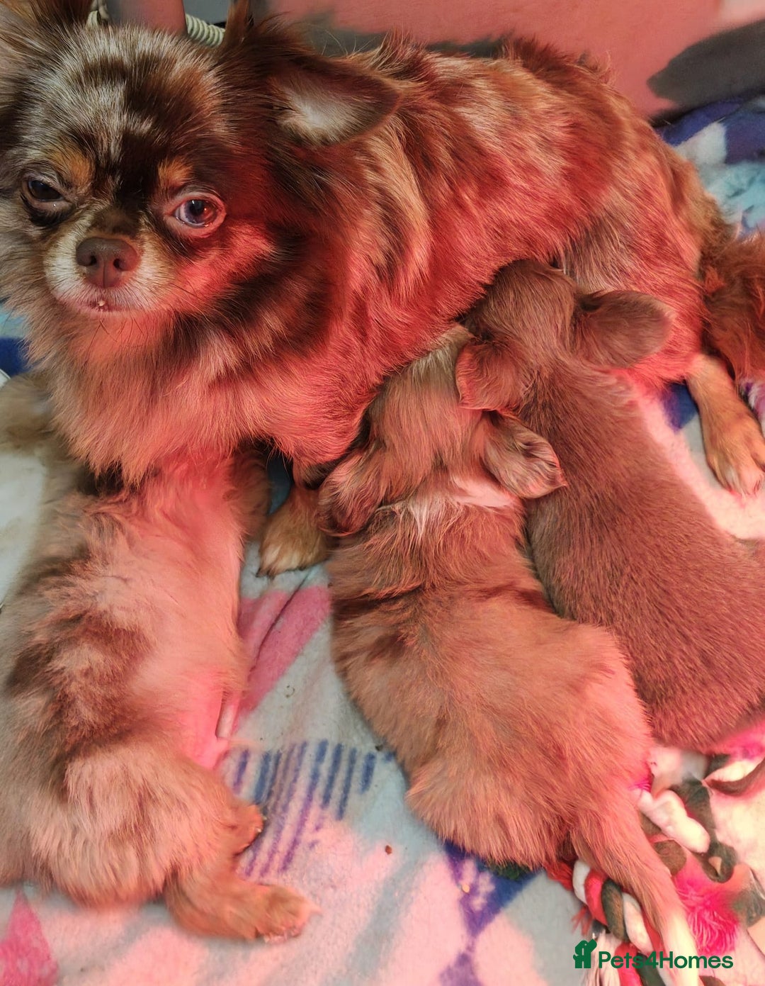 Chihuahua dogs for sale: Beautiful Long-Haired Chihuahua Puppies - Advert 17