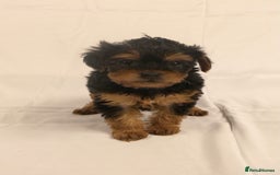 Yorkiepoo dogs for sale: Tiny Yorkipoos beautiful fluff balls puppies - Image 23